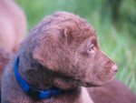 Borre/Boaz 6,5 week